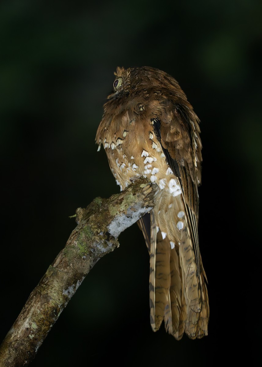 サビイロタチヨタカ - ML650376964