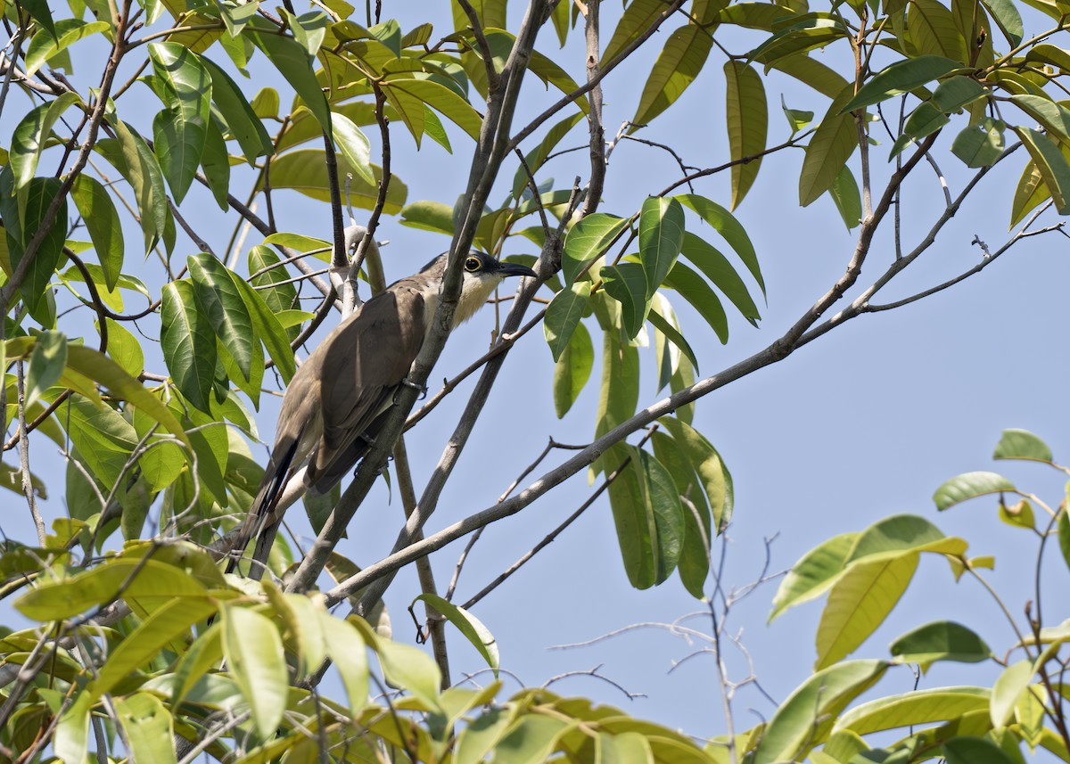 コミミグロカッコウ - ML650377074