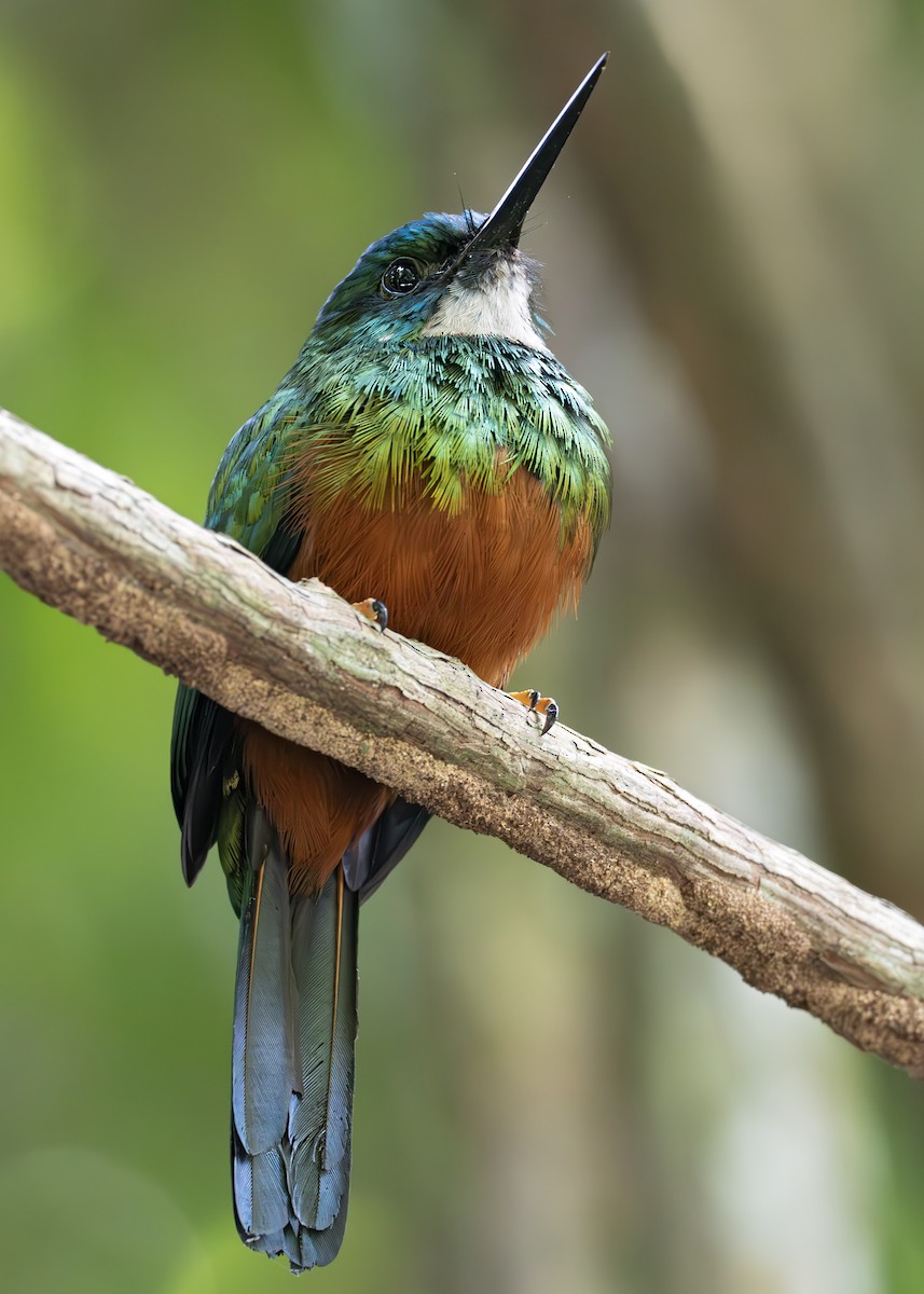 ミドリオキリハシ - ML650377094