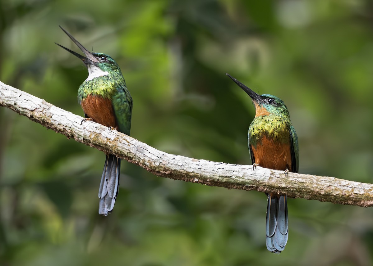 ミドリオキリハシ - ML650377095