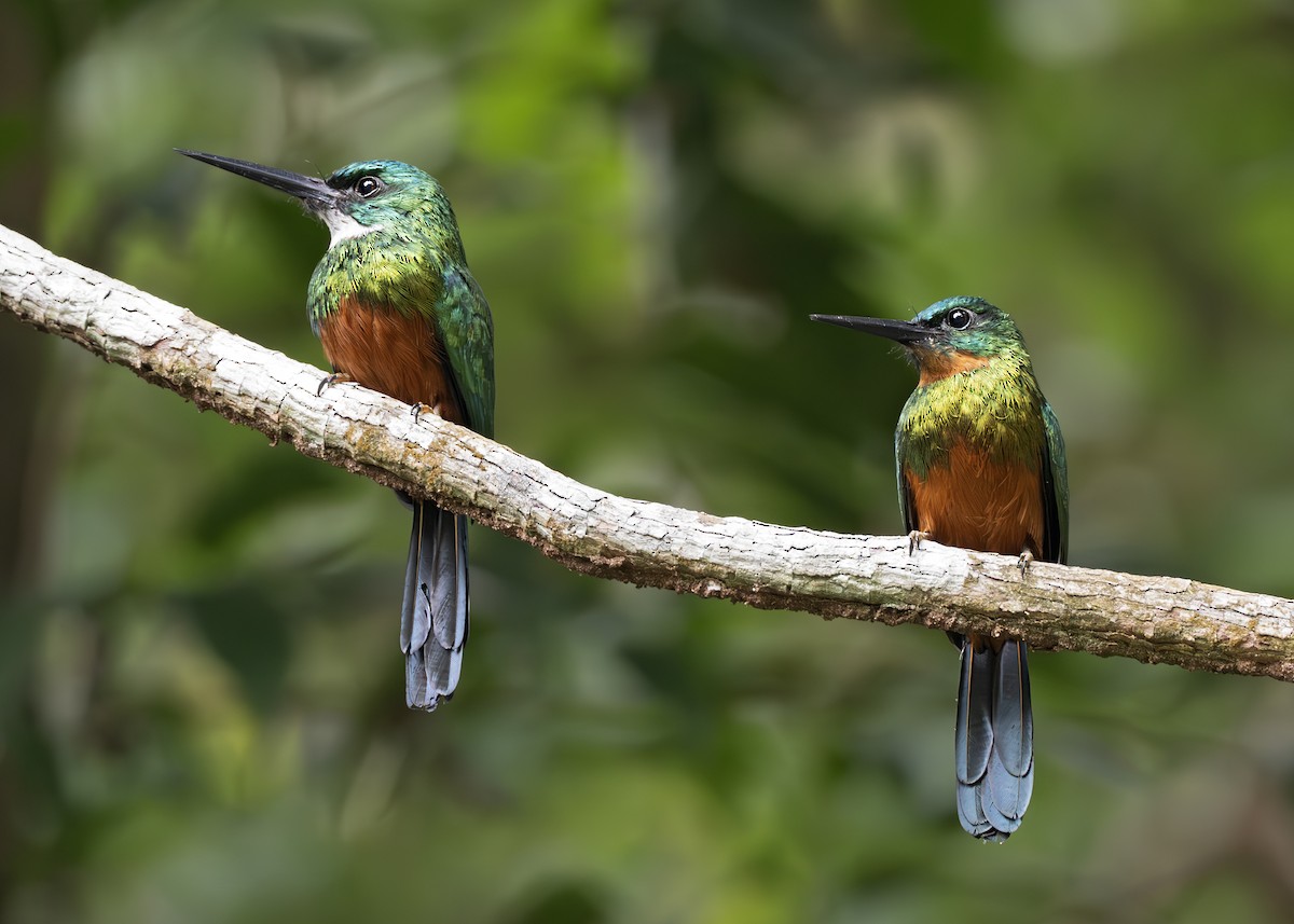 ミドリオキリハシ - ML650377097