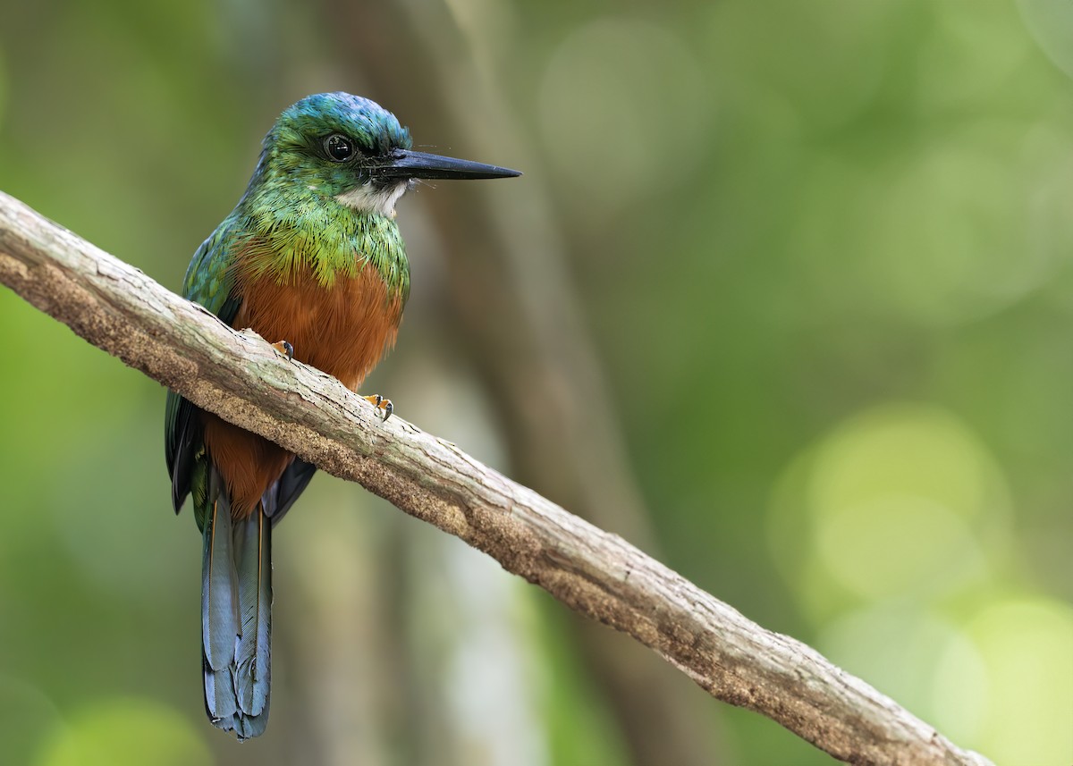 ミドリオキリハシ - ML650377099