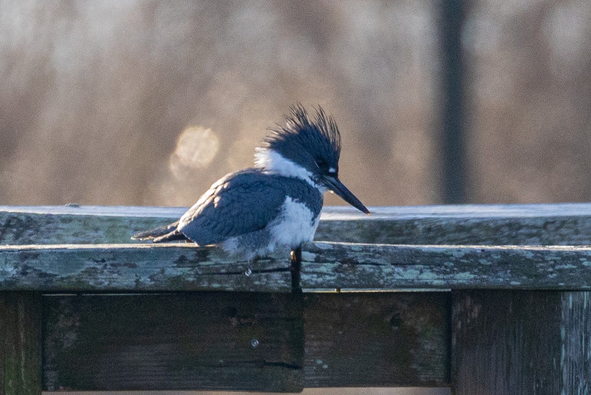 שלדג אמריקני - ML650377129