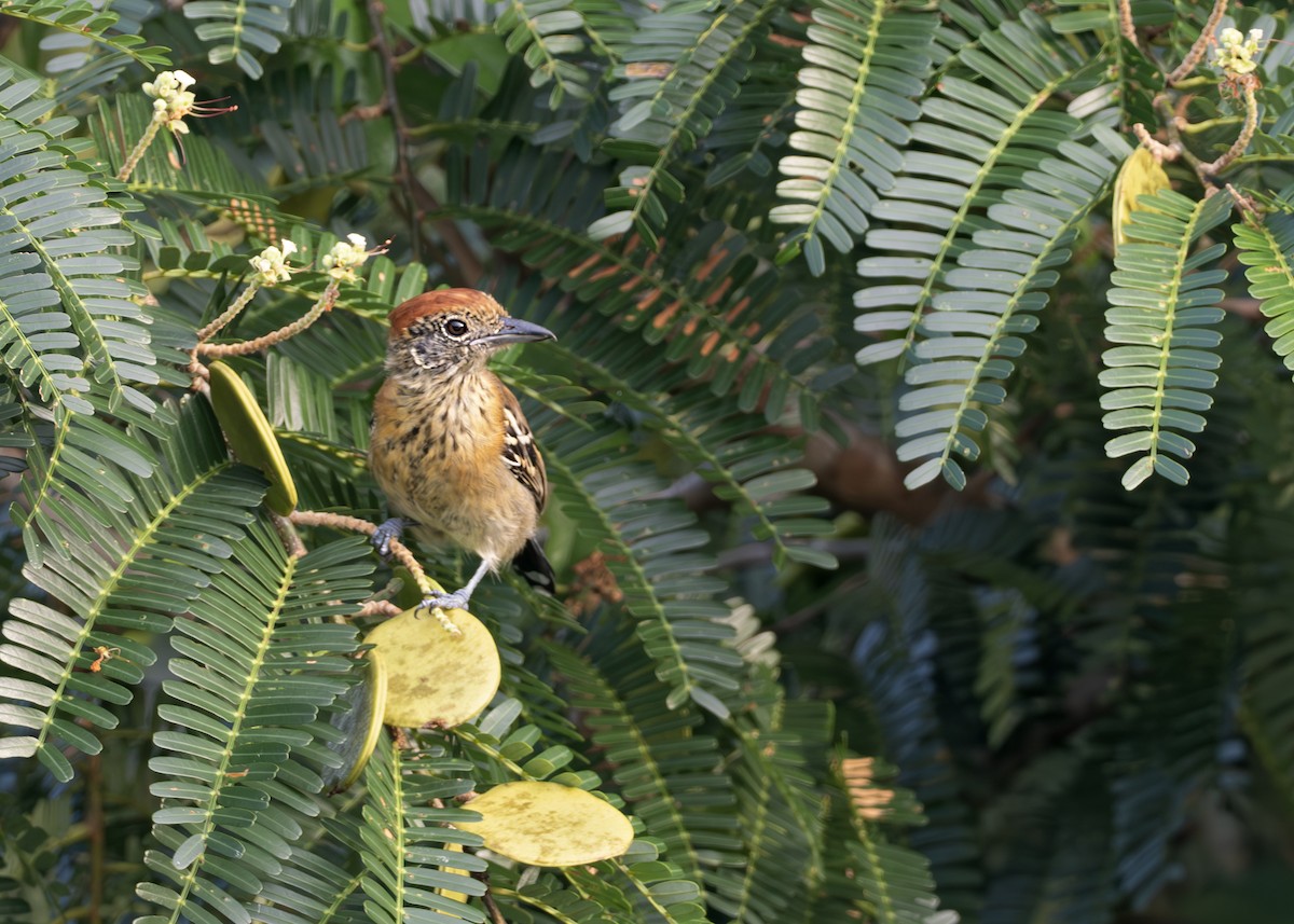 エボシアリモズ - ML650377154