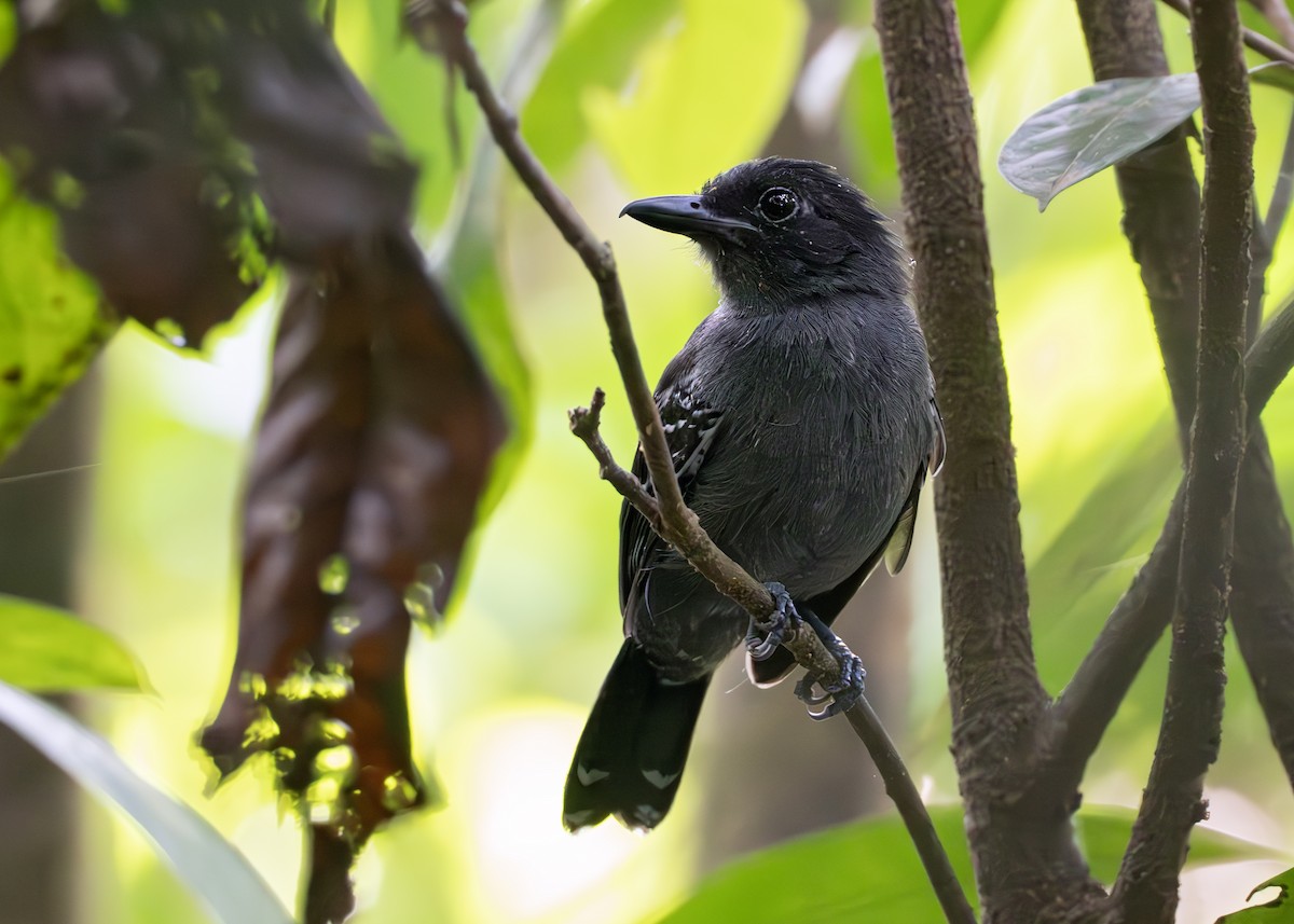 シラナミアリモズ - ML650377170