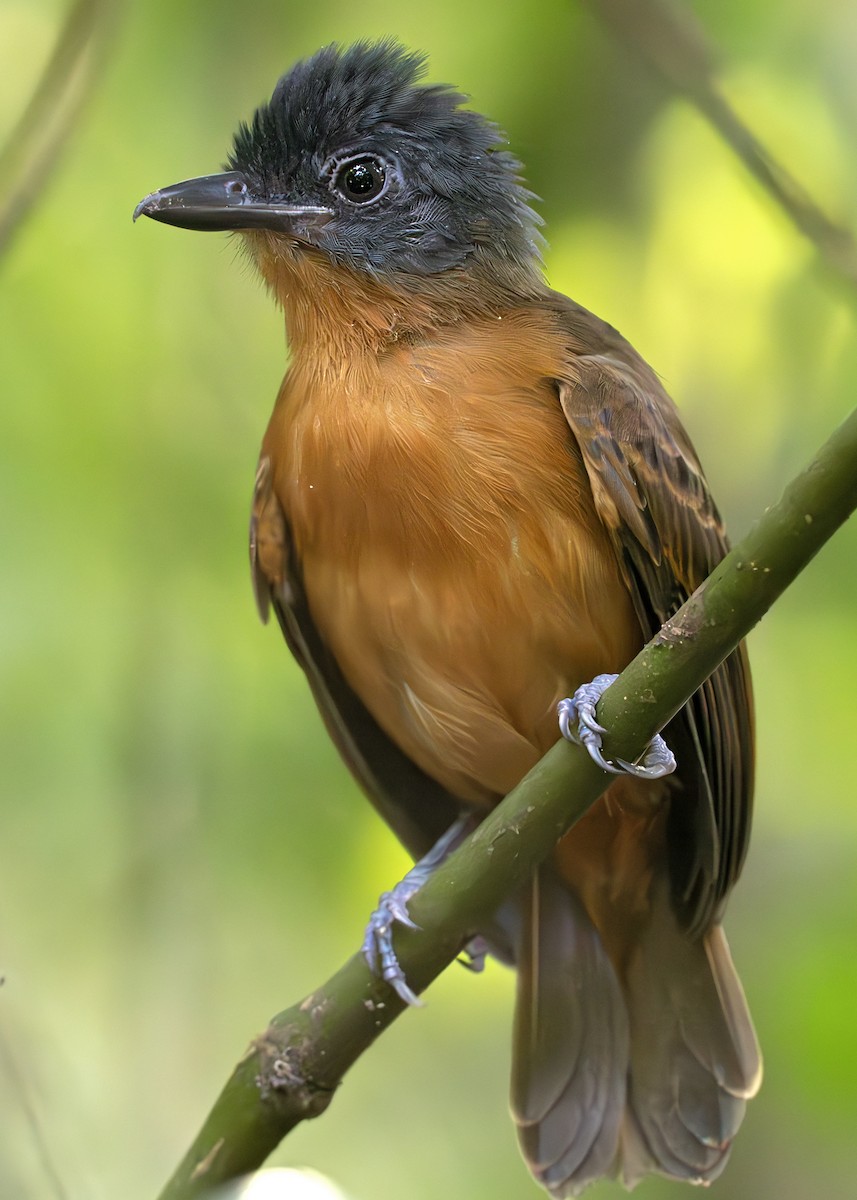 シラナミアリモズ - ML650377171