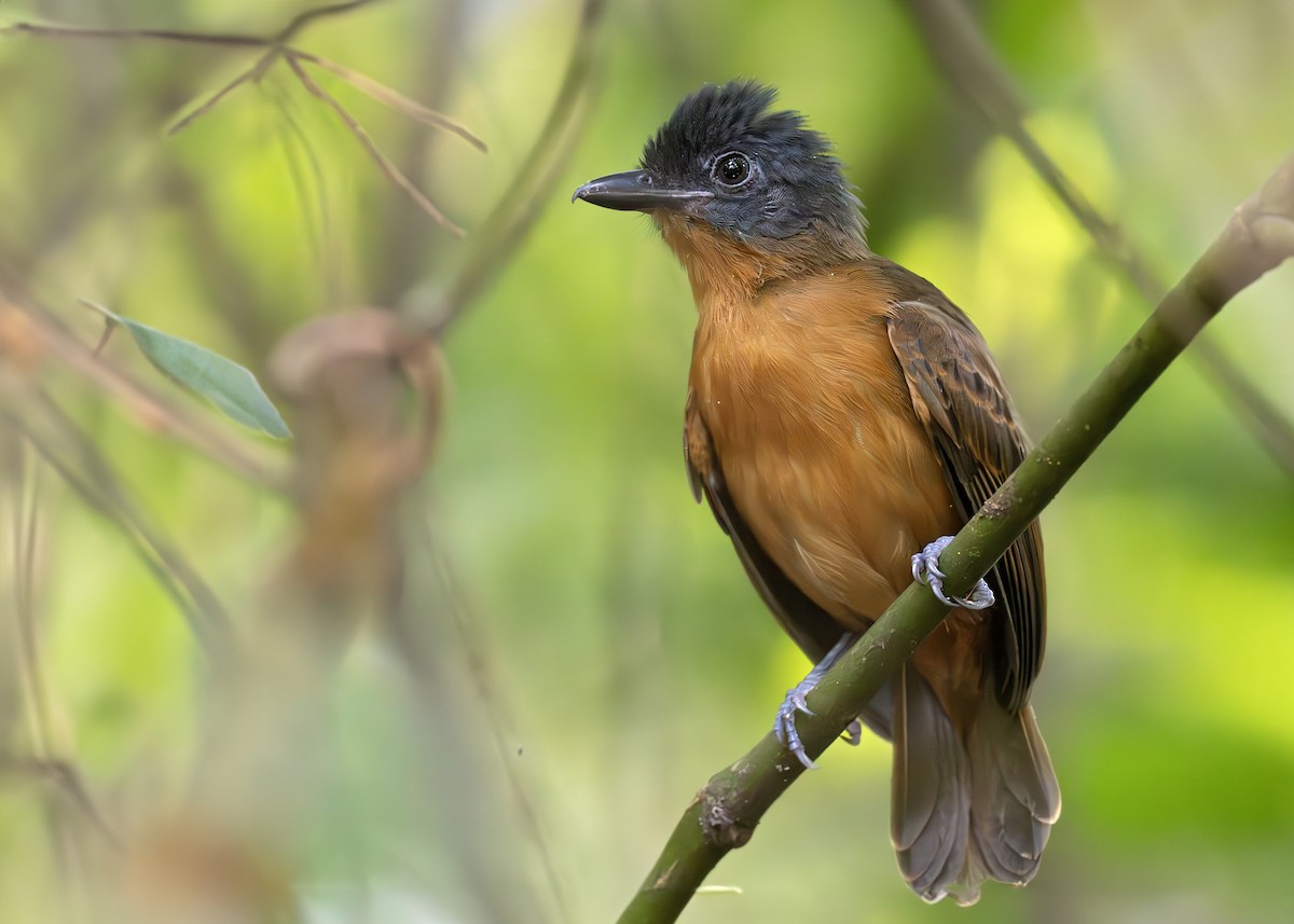 Blackish-gray Antshrike - ML650377175