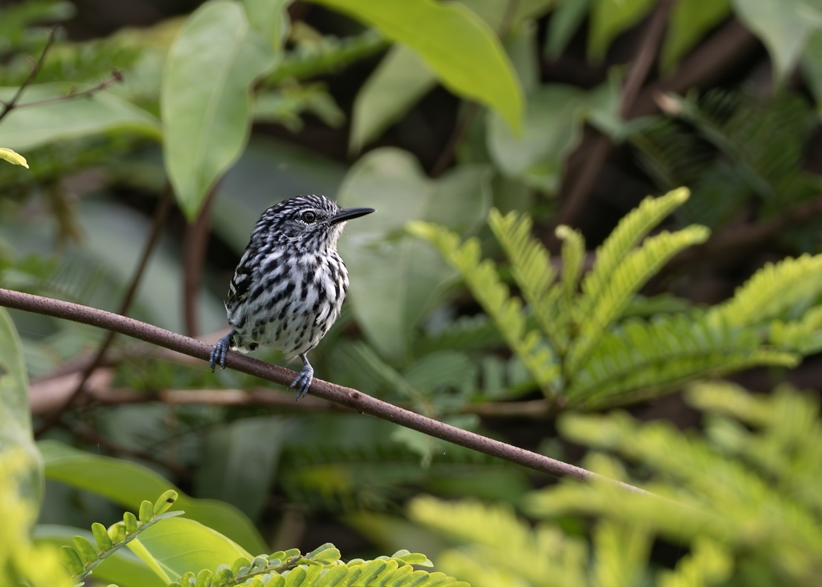 Cherrie's Antwren - ML650377191