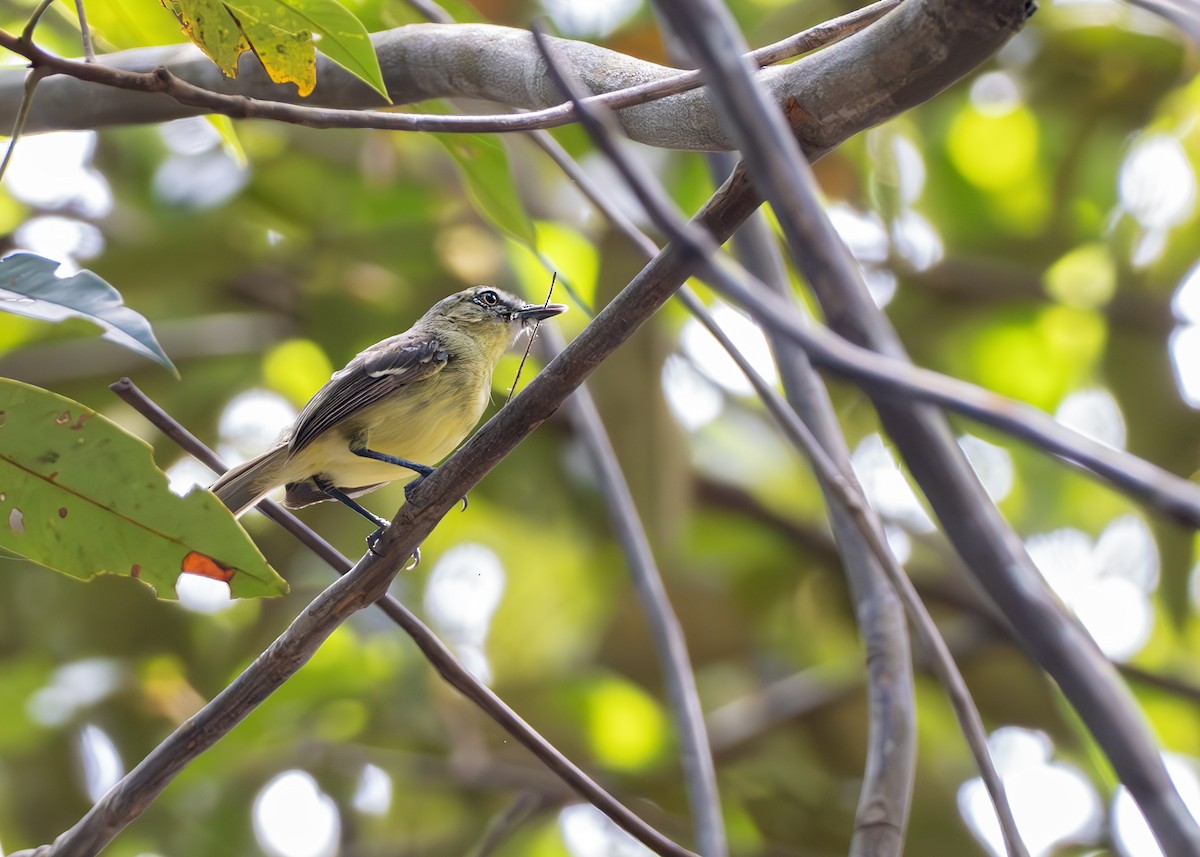 Amazonian Tyrannulet - ML650377224
