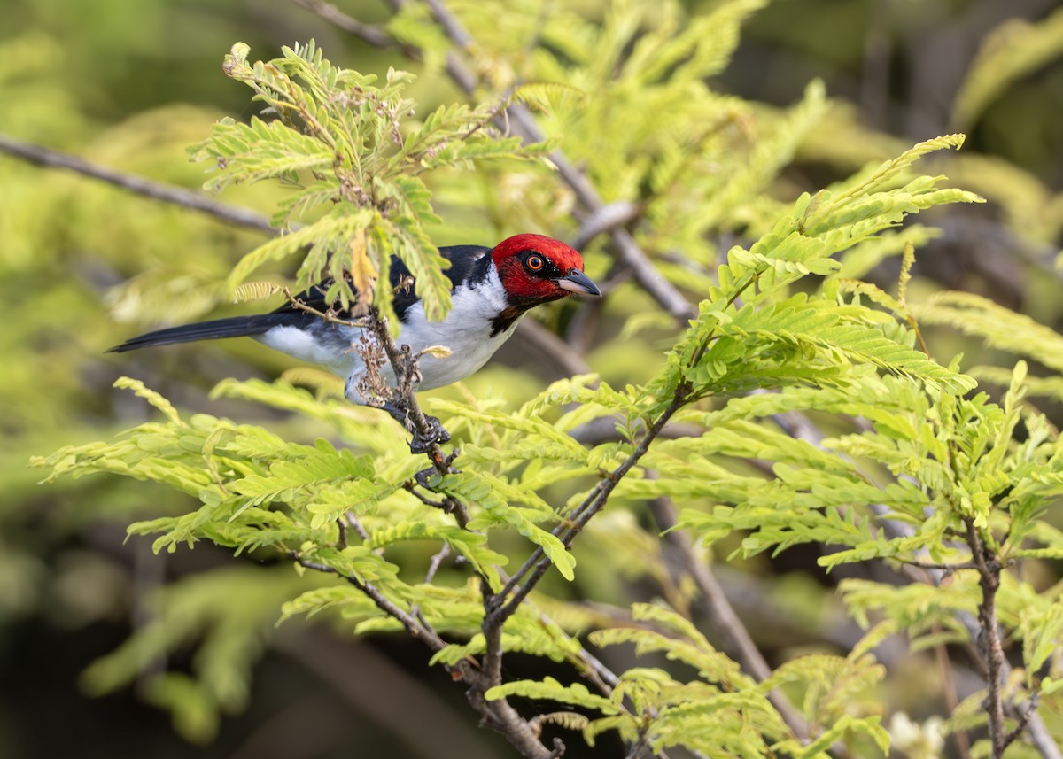 Red-capped Cardinal - ML650377239