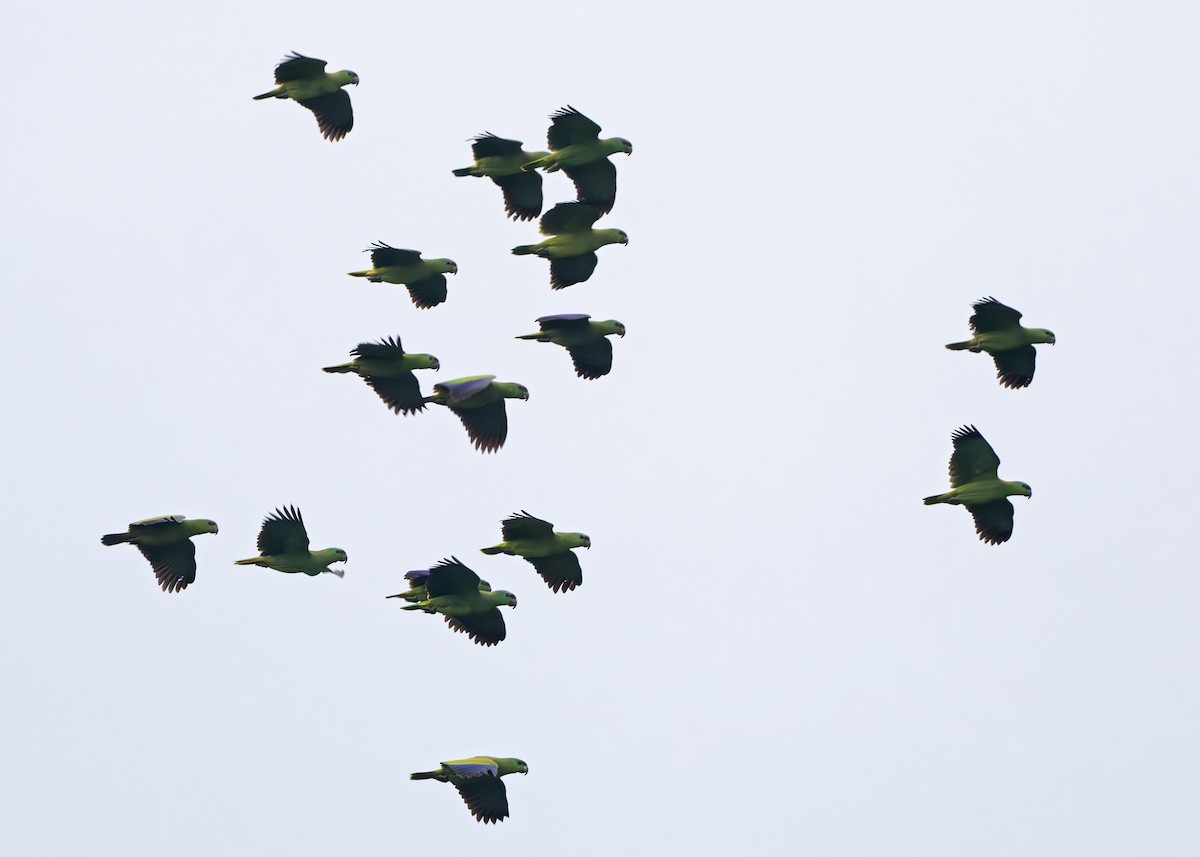 Festive Amazon - ML650377345