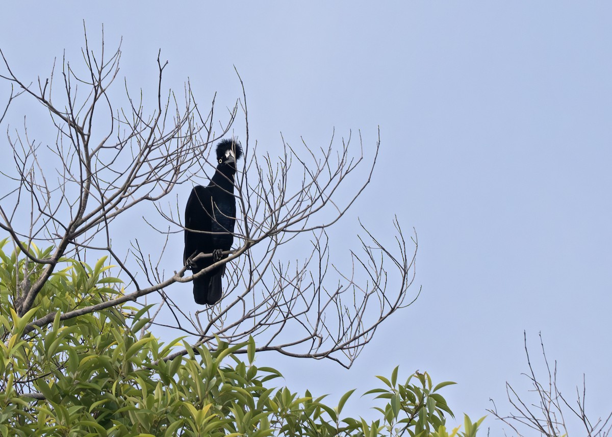 Amazonian Umbrellabird - ML650377385