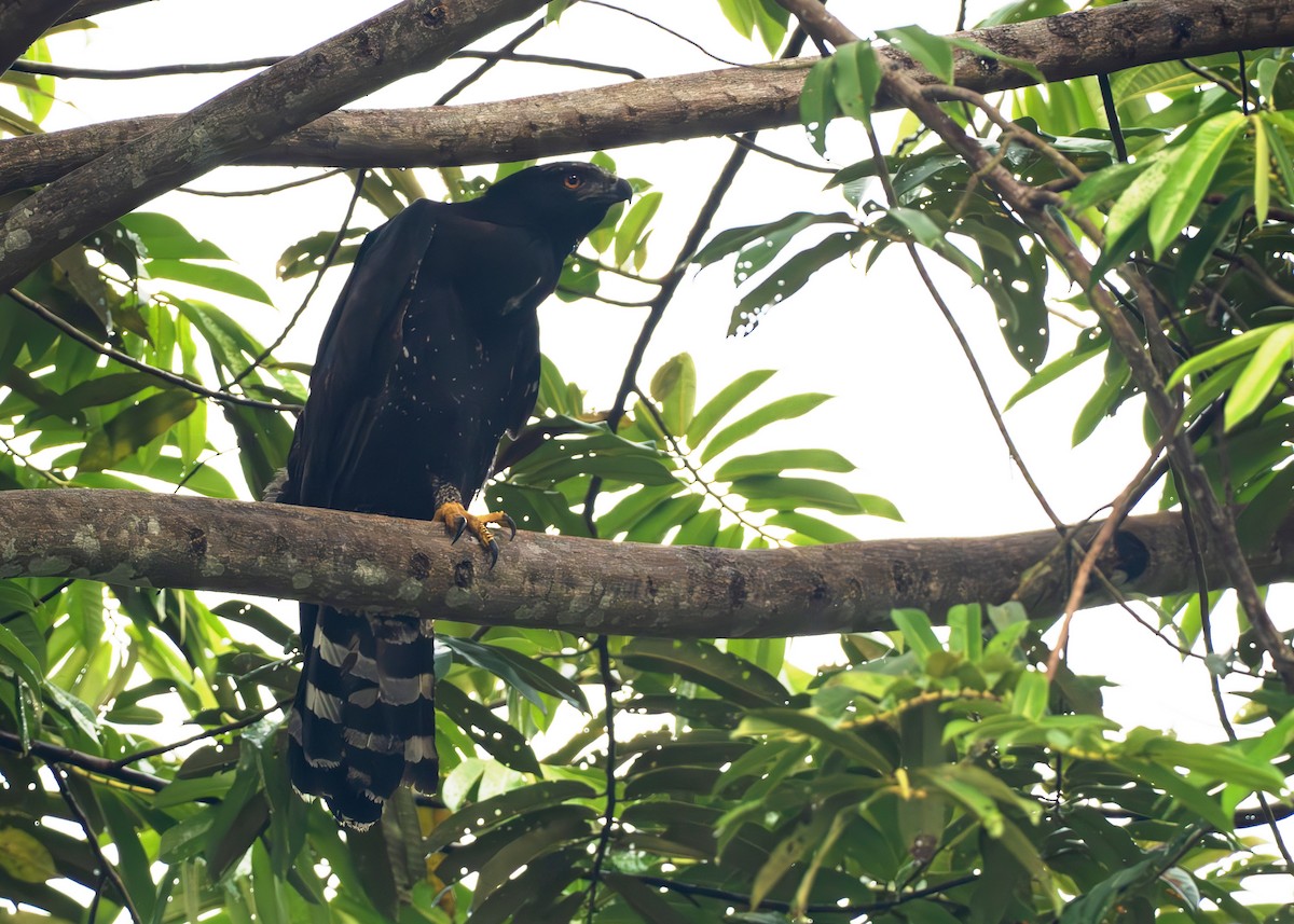 Black Hawk-Eagle - ML650377447