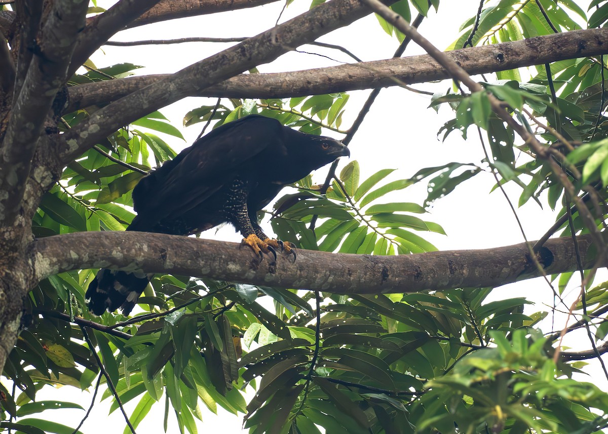 Black Hawk-Eagle - ML650377448