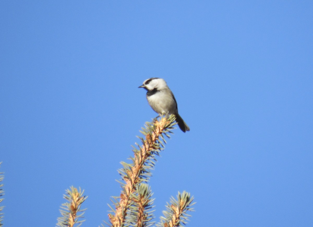 Mountain Chickadee - ML650377502