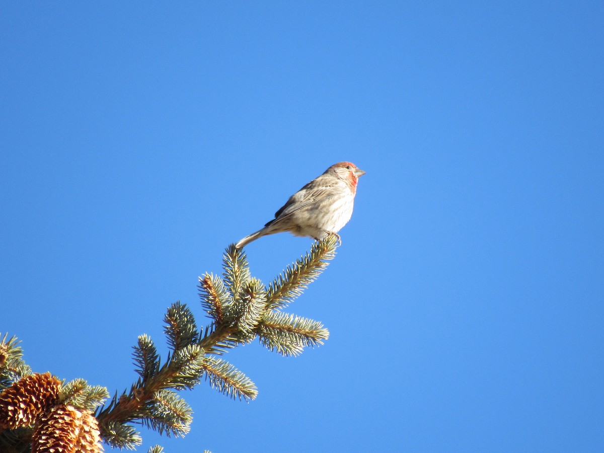 House Finch - ML650377508