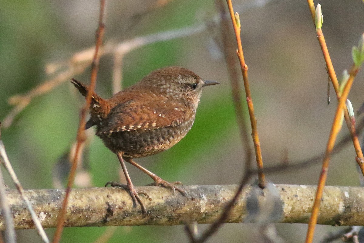 střízlík kanadský - ML650377586