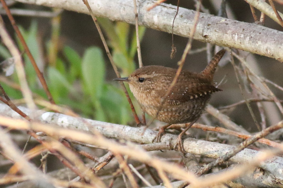 střízlík kanadský - ML650377597