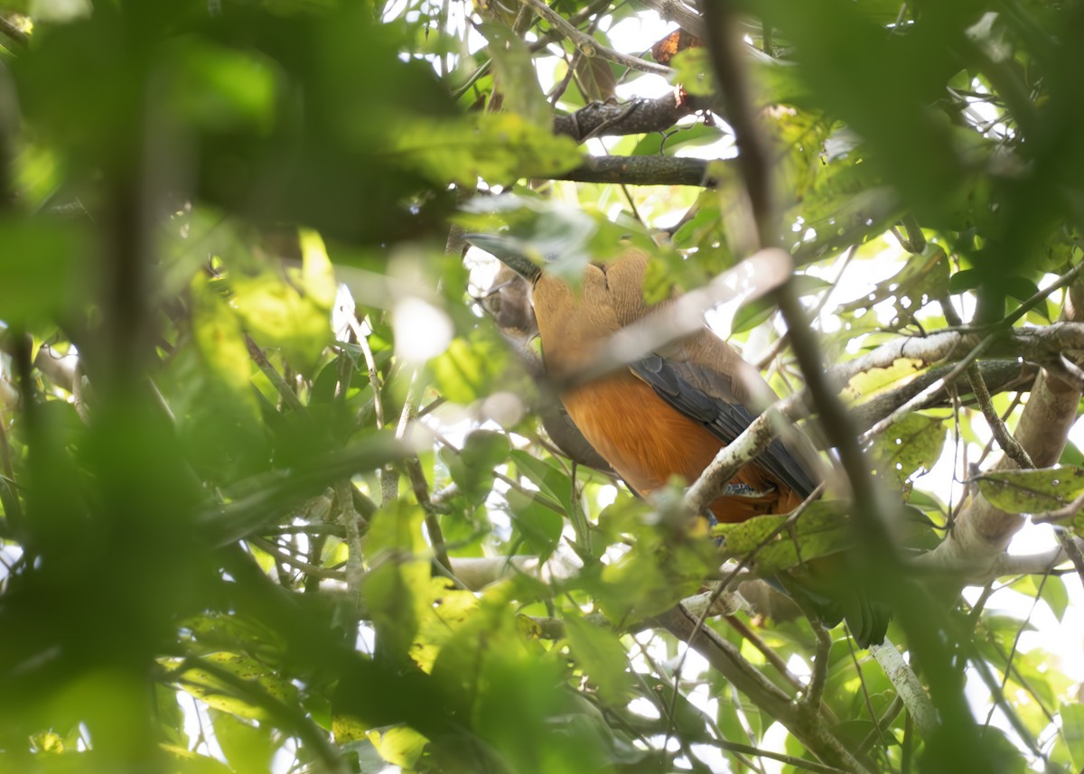 Capuchinbird - ML650377599