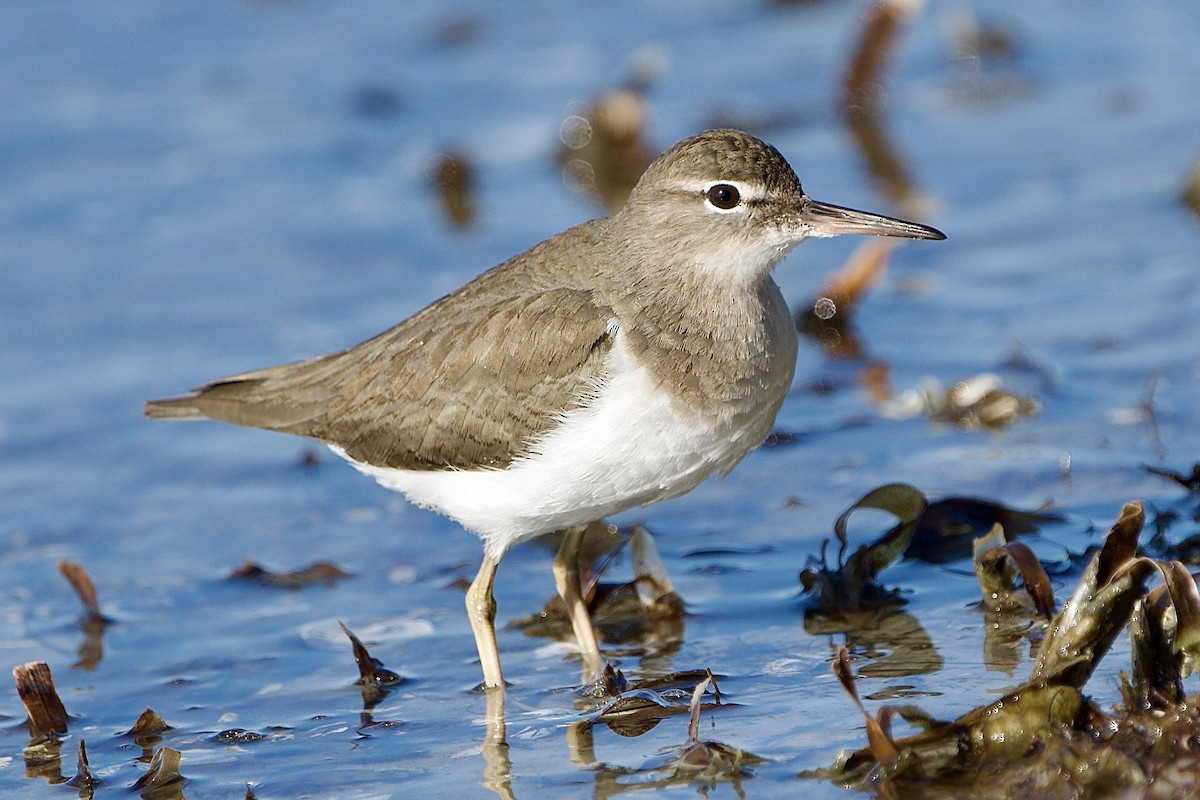 Пятнистый перевозчик - ML650377621