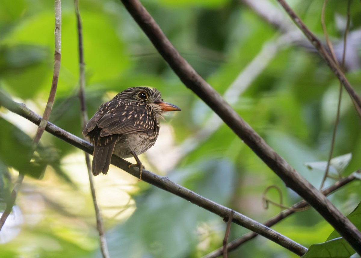 White-chested Puffbird - ML650377625