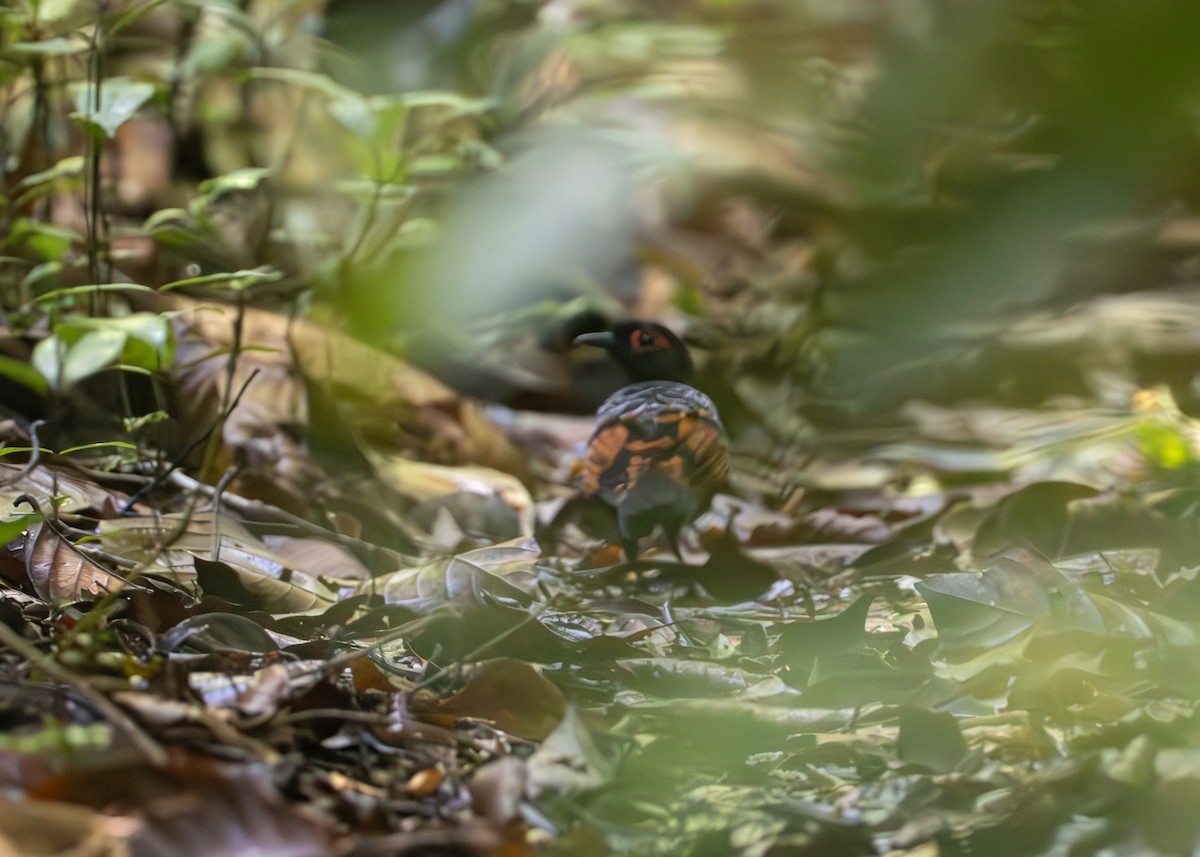 Reddish-winged Bare-eye - ML650377638