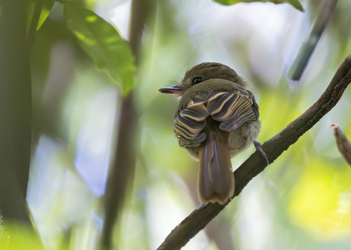 Brownish Twistwing - ML650377647