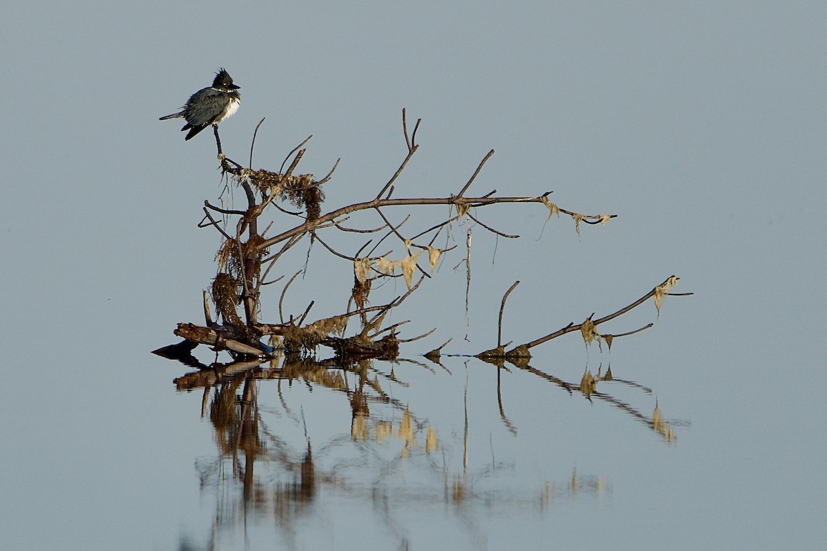 Опоясанный зимородок - ML650377722