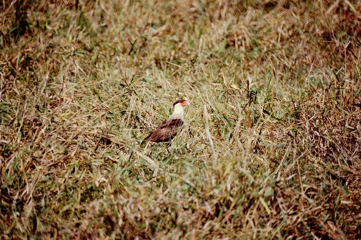 Crested Caracara (Northern) - ML650377794