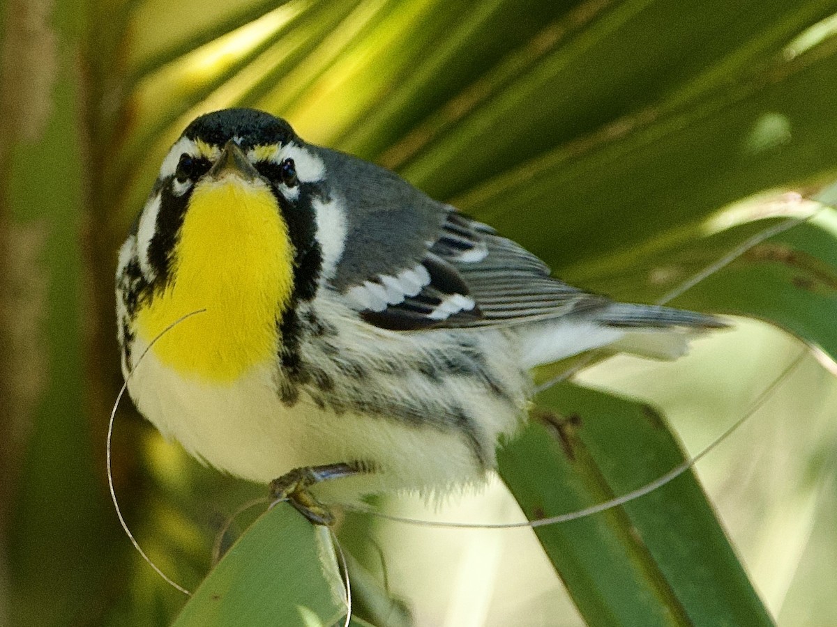 Желтогорлая древесница - ML650377800