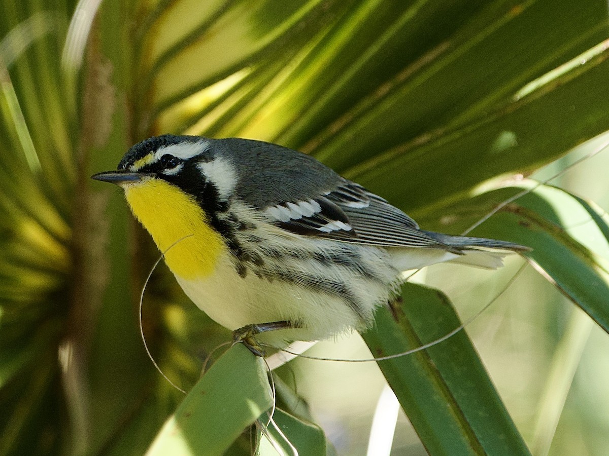 Желтогорлая древесница - ML650377871