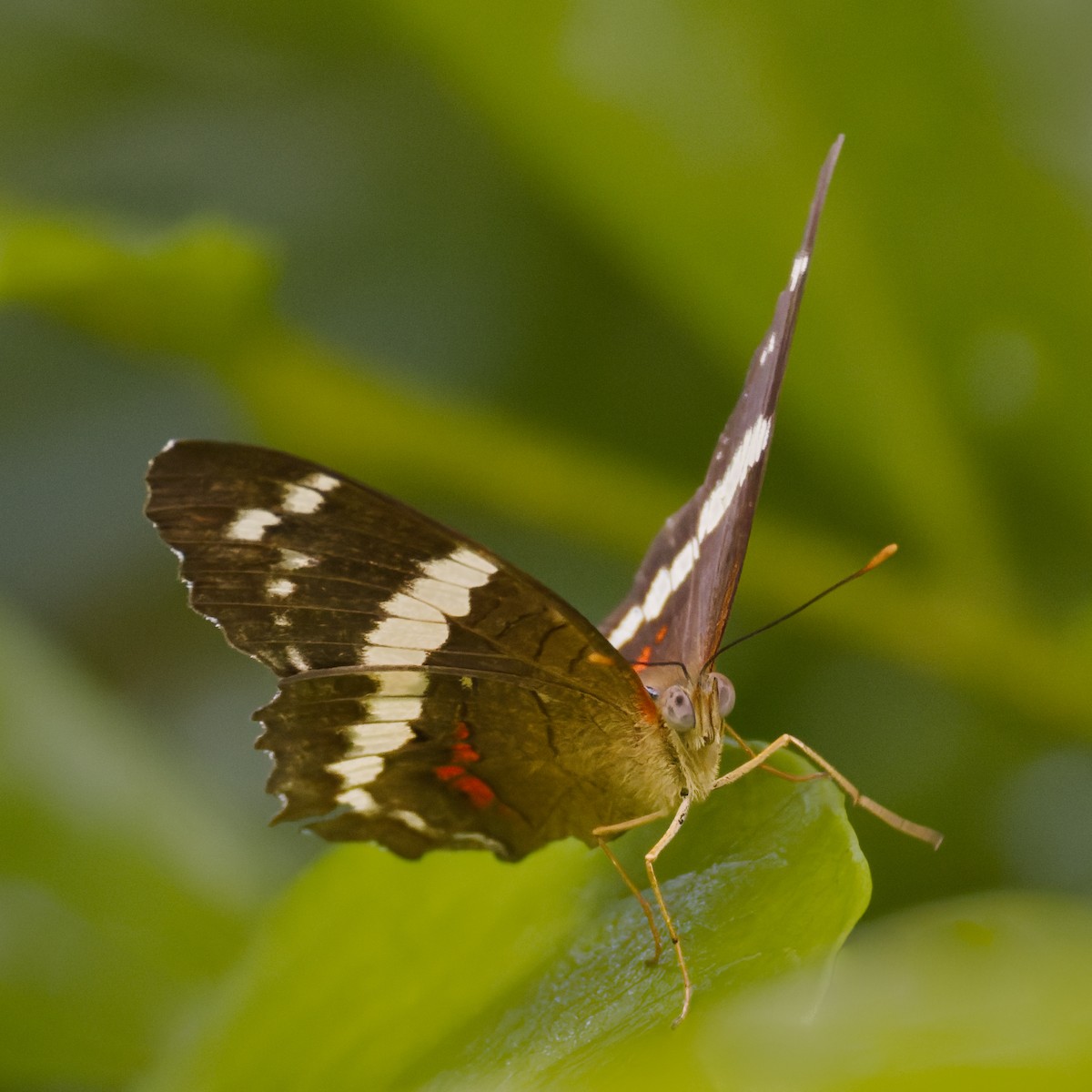 Banded Peacock - ML650377885