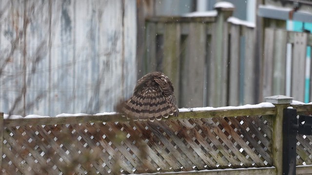 Cooper's Hawk - ML650377892