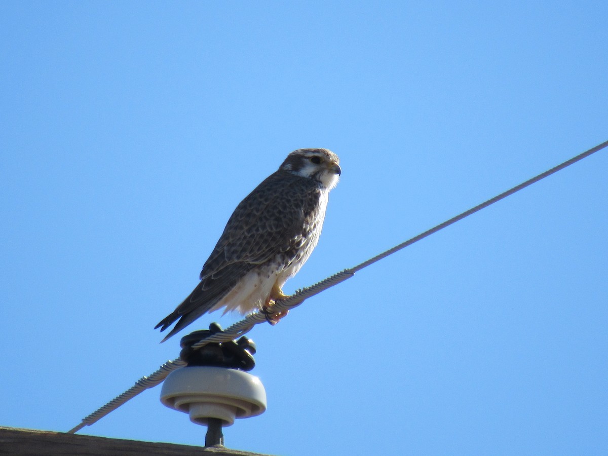 Prairie Falcon - ML650378047