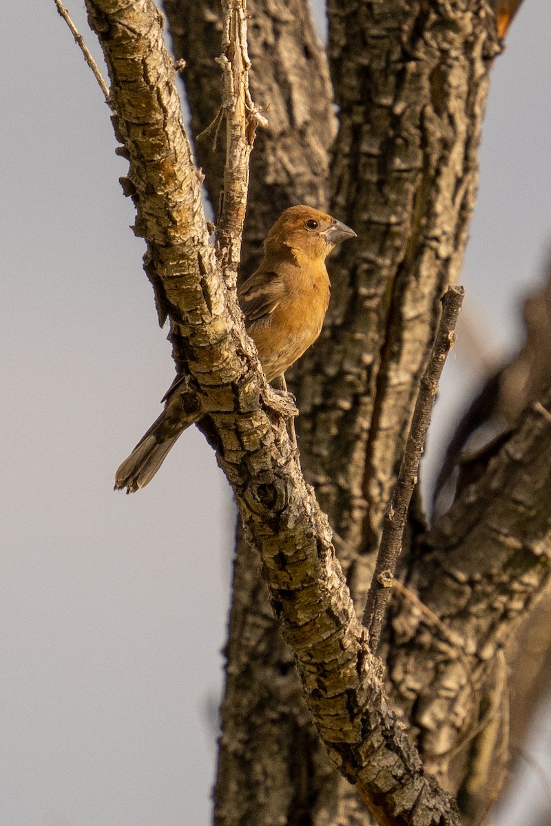 Mavi Çinte - ML650378160