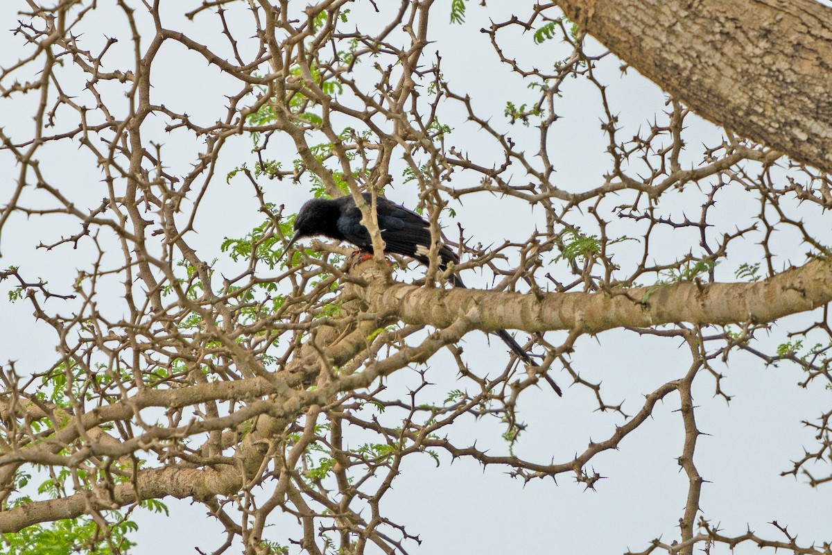 Green Woodhoopoe - ML650378222