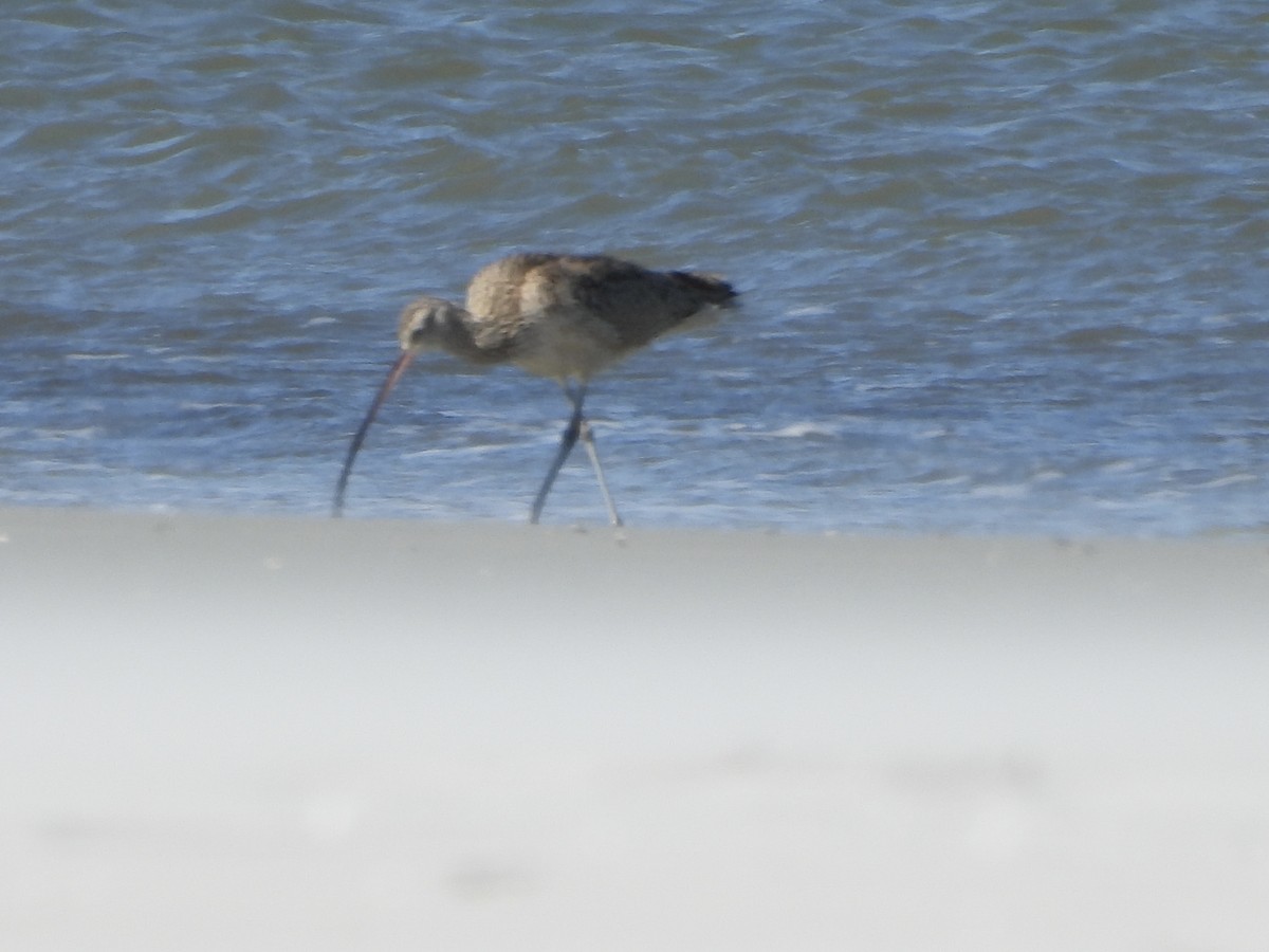 Zarapito Americano - ML650378337