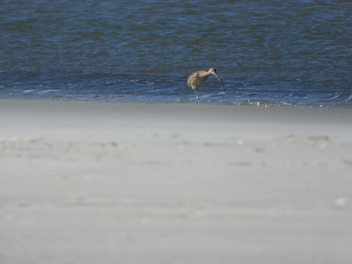 Zarapito Americano - ML650378338