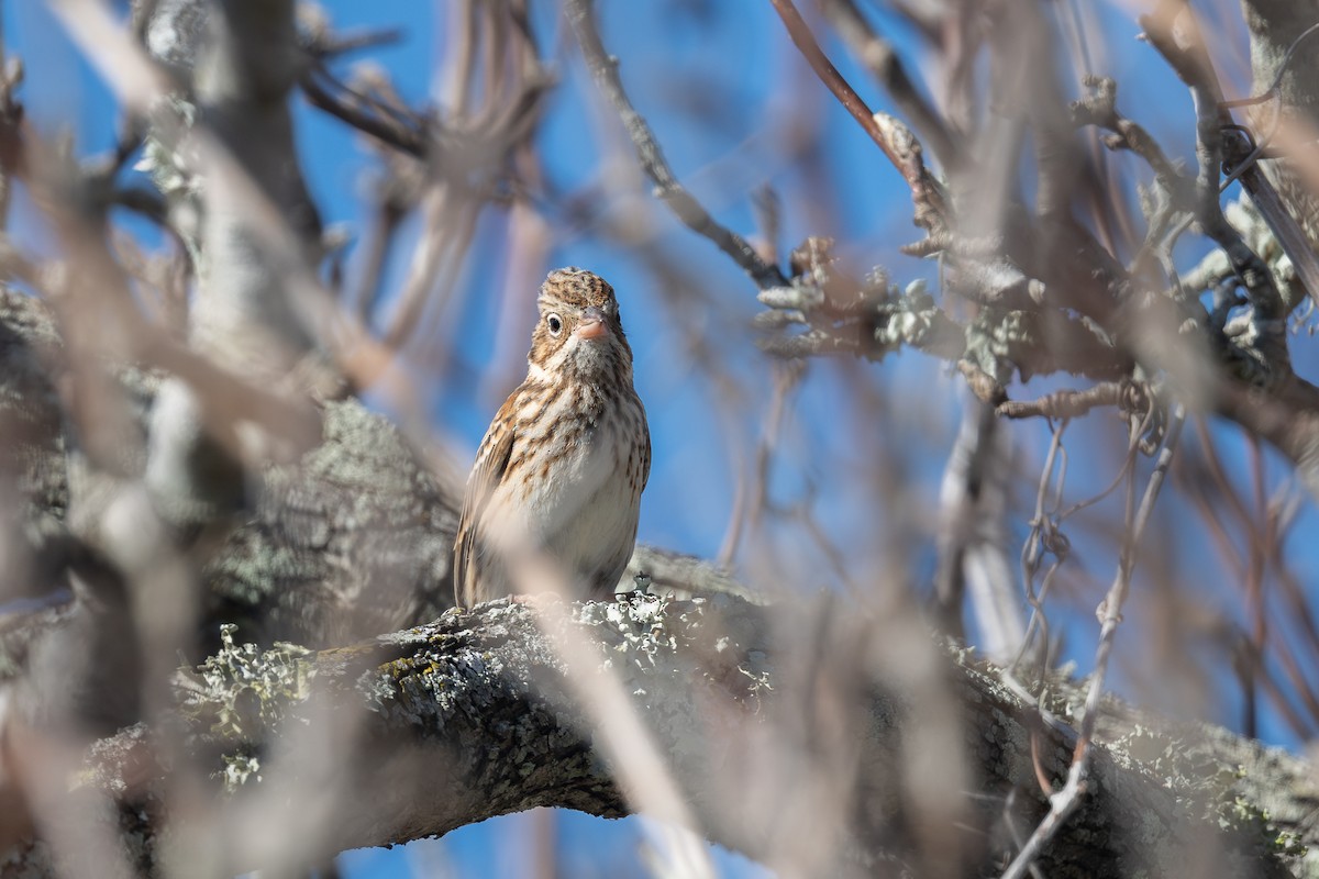 Пасовник польовий - ML650378350