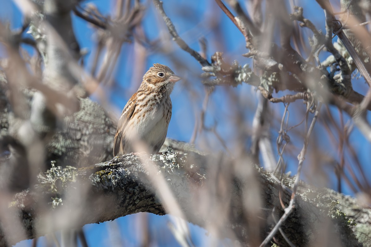 Пасовник польовий - ML650378357