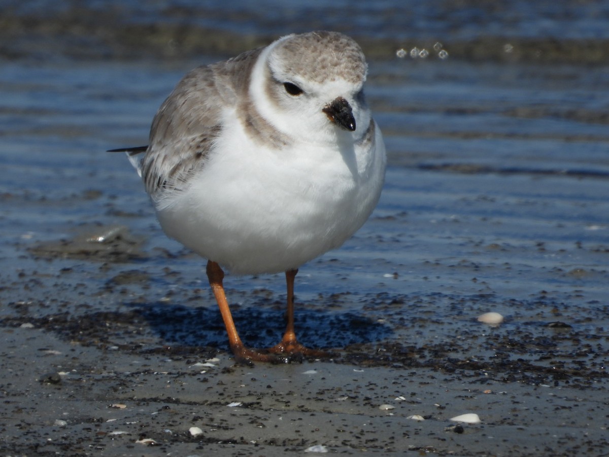 Chorlitejo Silbador - ML650378361