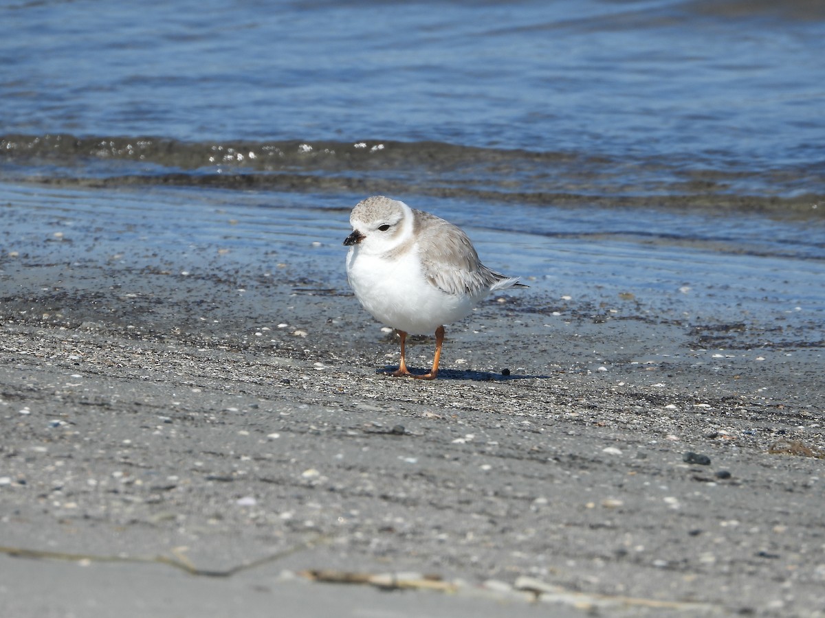 Chorlitejo Silbador - ML650378362