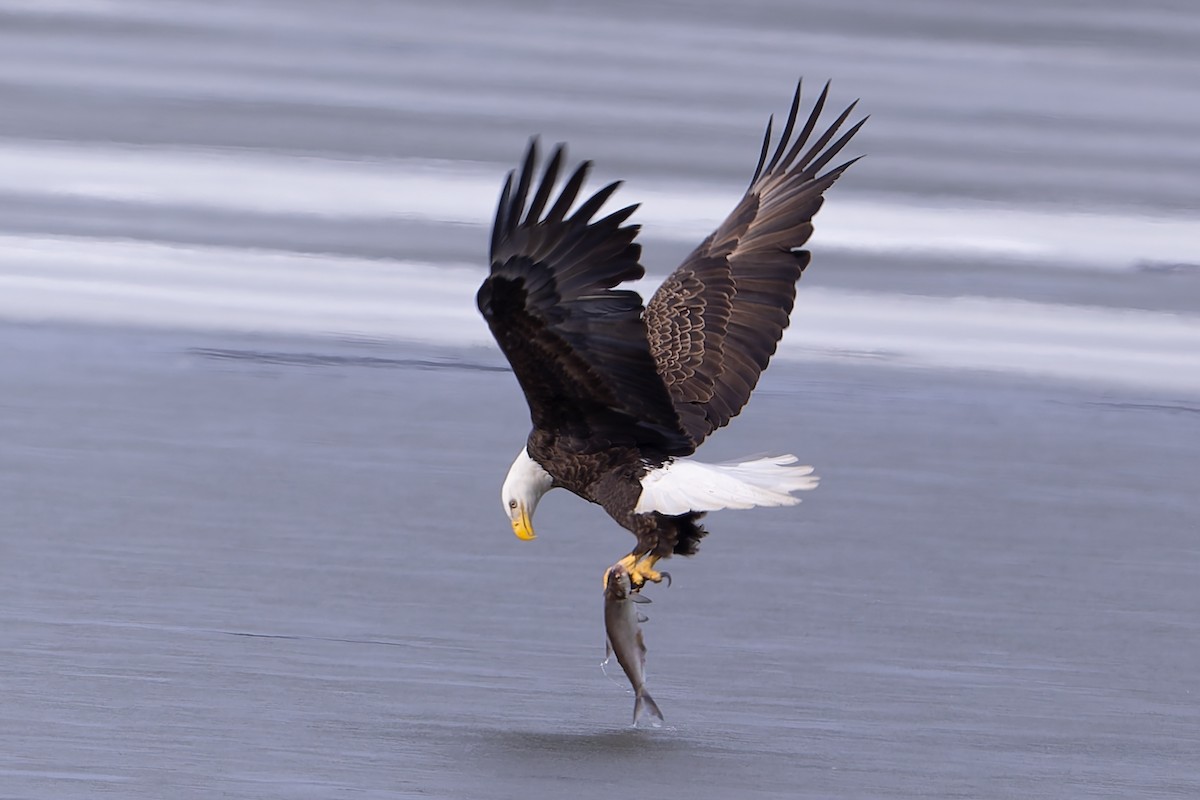 Bald Eagle - ML650378441