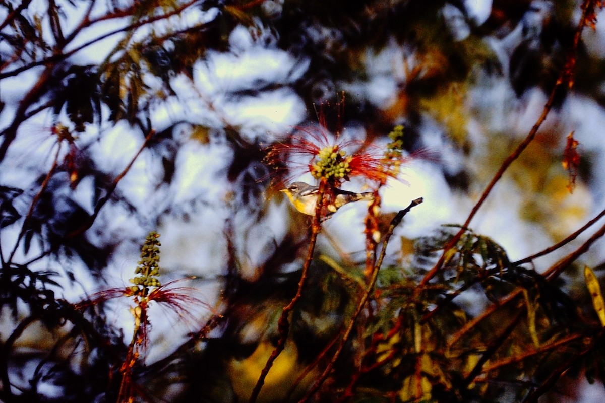 Northern Parula - ML650378474