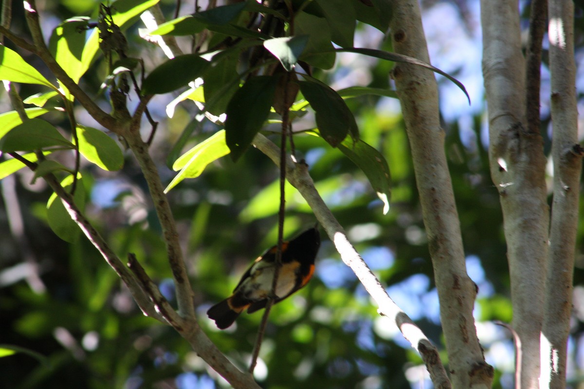 American Redstart - ML650378525