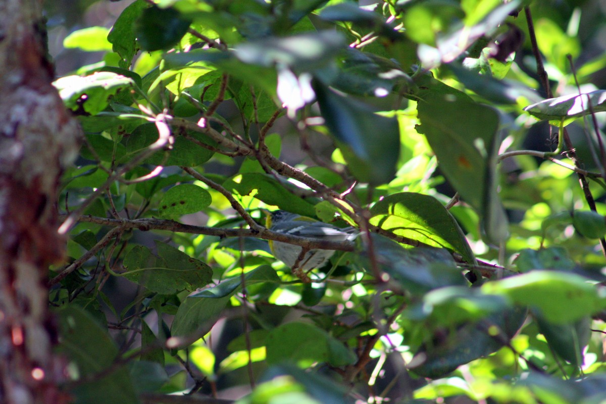 Northern Parula - ML650378534