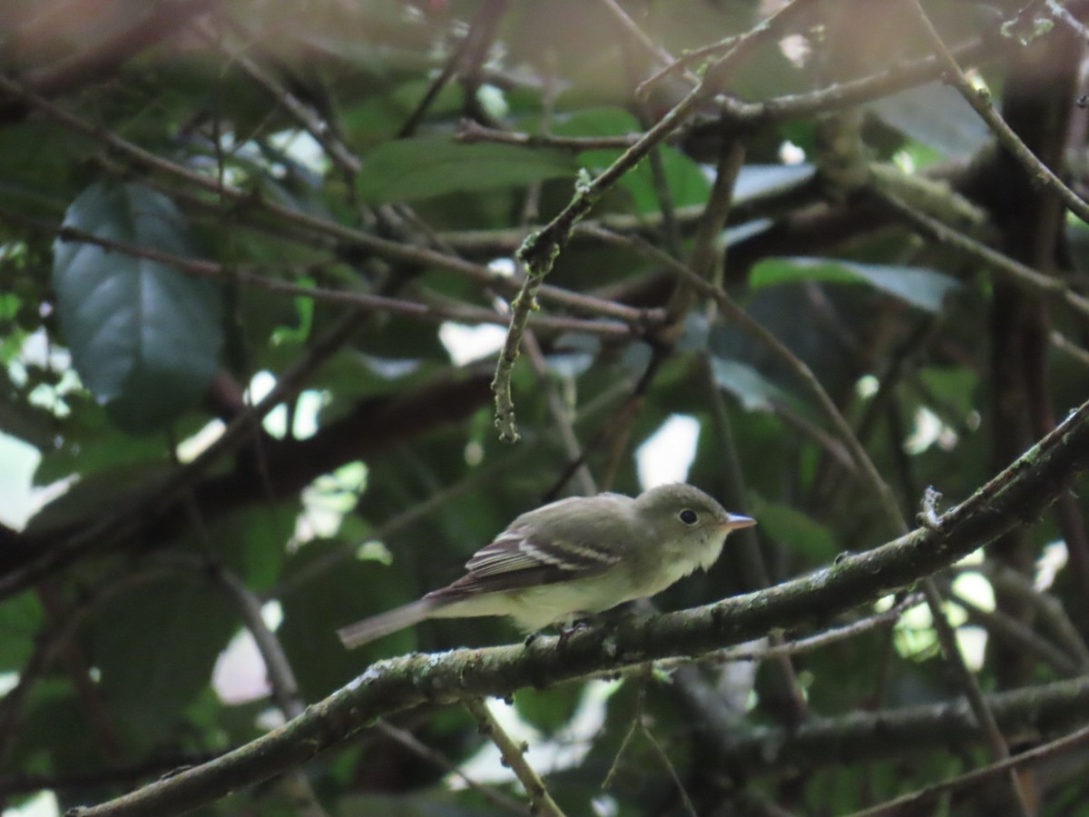 Acadian Flycatcher - ML650378566