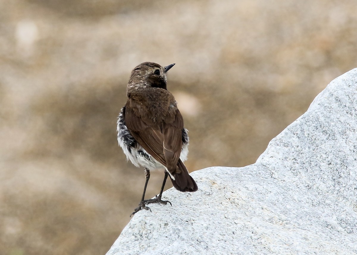 Pied Wheatear - ML65037871