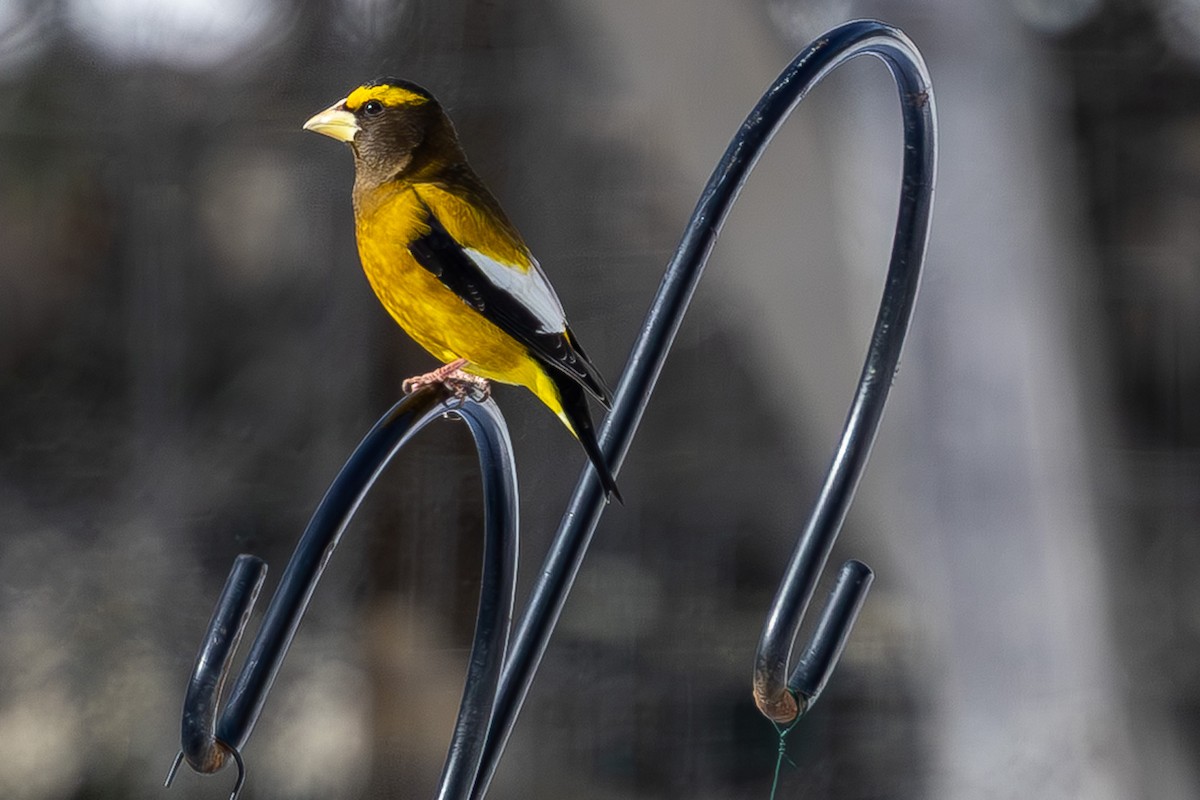 Sarı Kaşlı Kocabaş - ML650378861