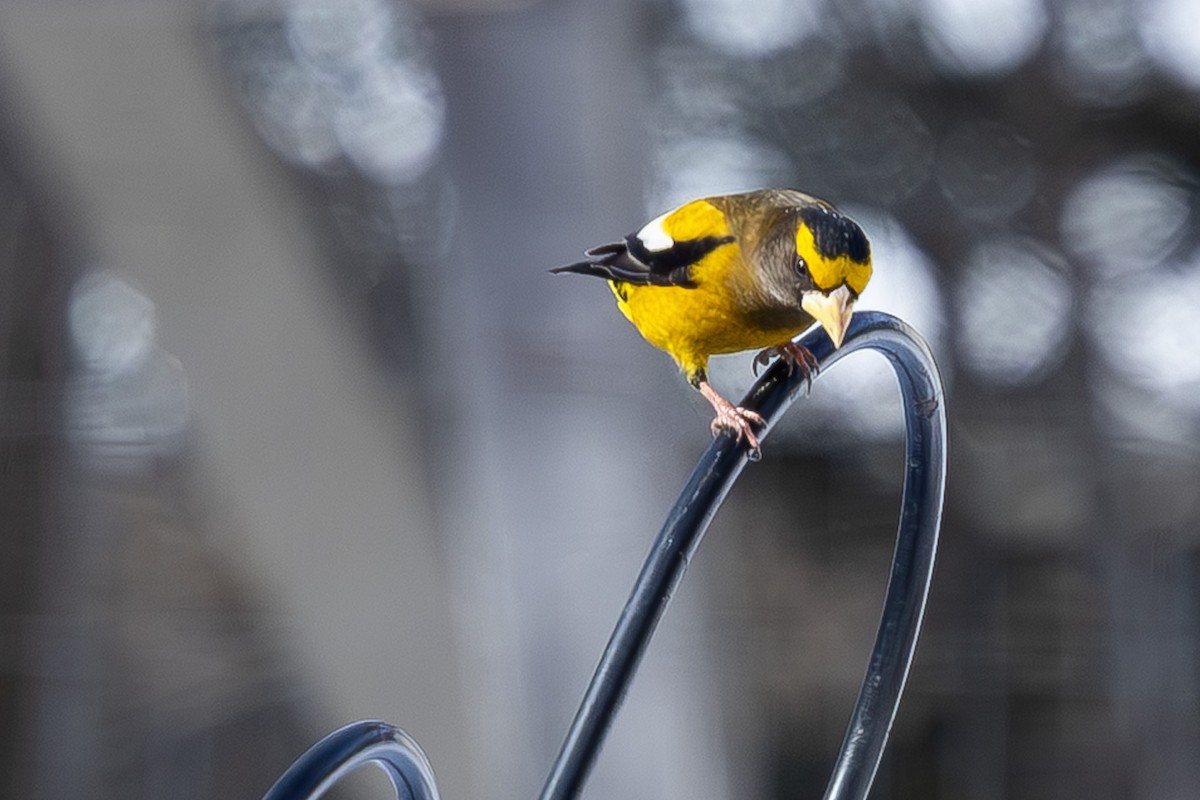 Sarı Kaşlı Kocabaş - ML650378862